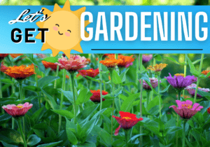 Getting Started Gardening Right and What Plants to Grow